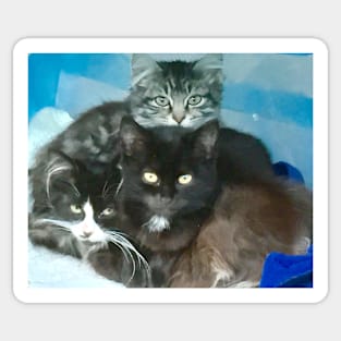 Kittens in a Basket Sticker